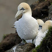 Northern Gannet