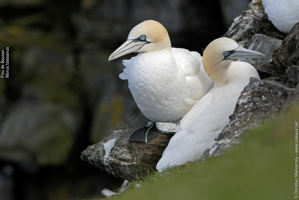 Northern Gannetadult breeding, identification