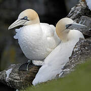 Northern Gannet