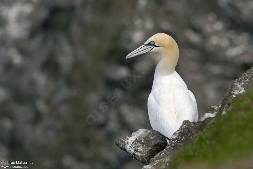 Northern Gannetadult breeding, identification