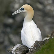 Northern Gannet