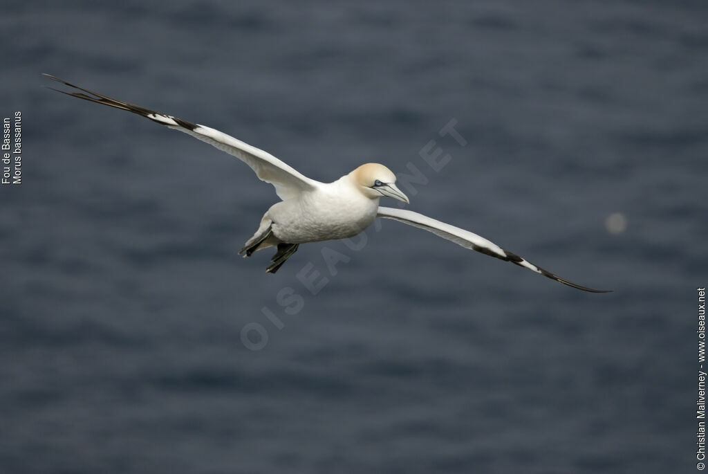 Northern Gannetadult breeding, Flight