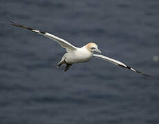 Northern Gannet