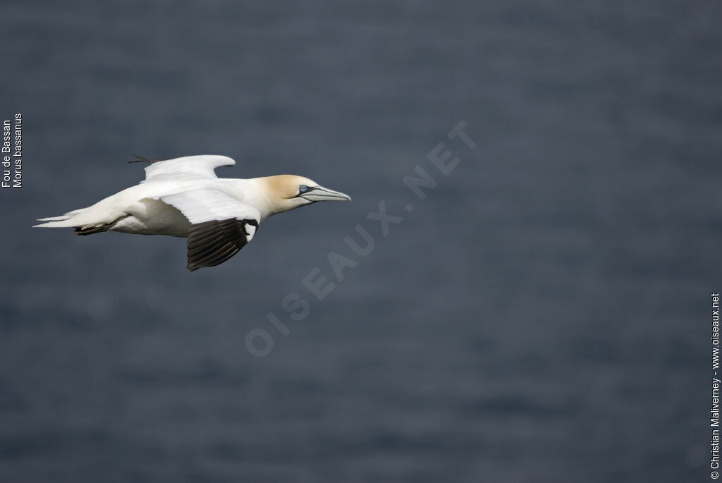 Northern Gannetadult breeding, Flight