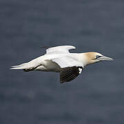 Northern Gannet