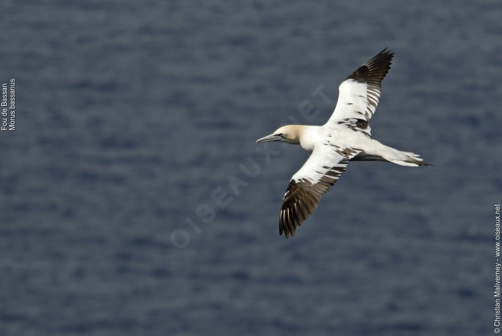 Northern Gannetsubadult, Flight