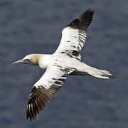 Northern Gannet