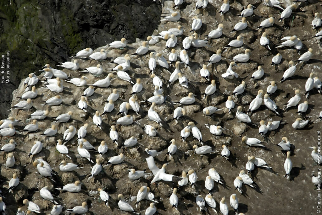 Northern Gannetadult breeding, Reproduction-nesting