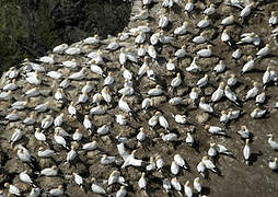 Northern Gannet