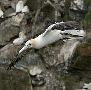 Northern Gannet