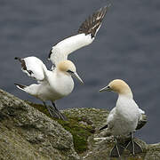 Northern Gannet