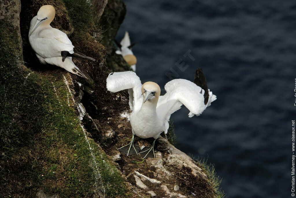 Northern Gannetadult breeding, identification, Behaviour