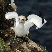 Northern Gannet