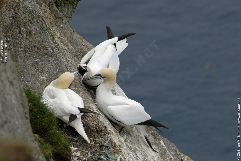 Northern Gannetadult breeding, identification, Behaviour