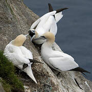 Northern Gannet