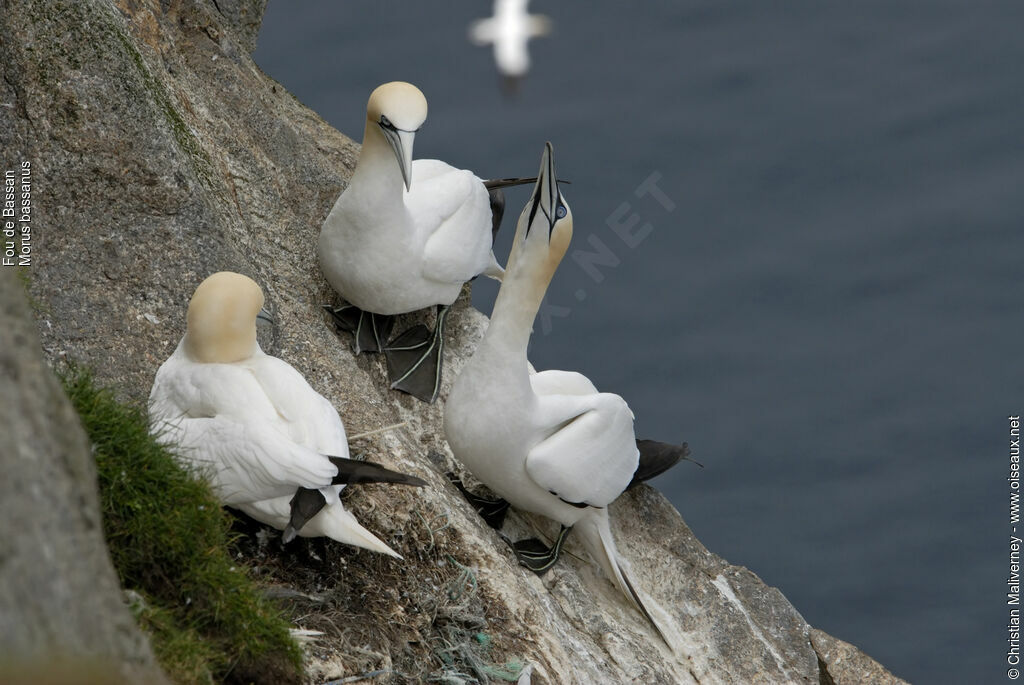 Fou de Bassanadulte nuptial, identification, Comportement