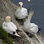 Northern Gannet