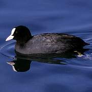 Eurasian Coot