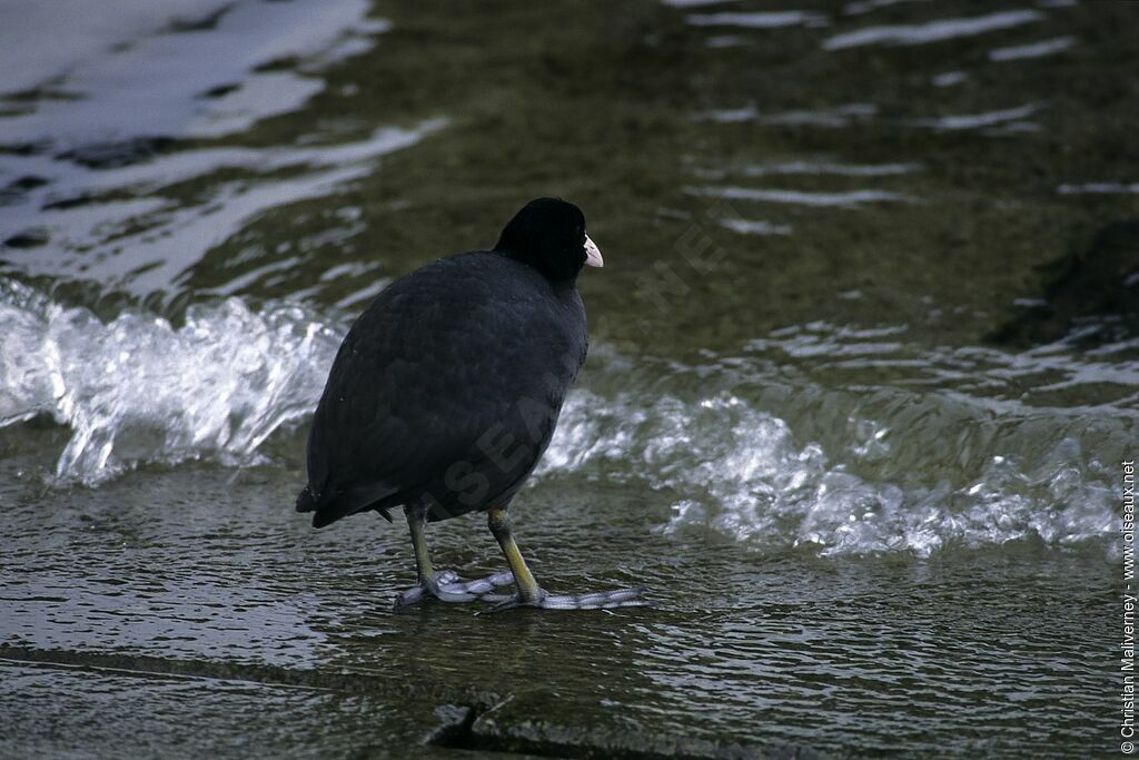 Foulque macrouleadulte