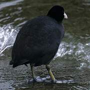 Eurasian Coot