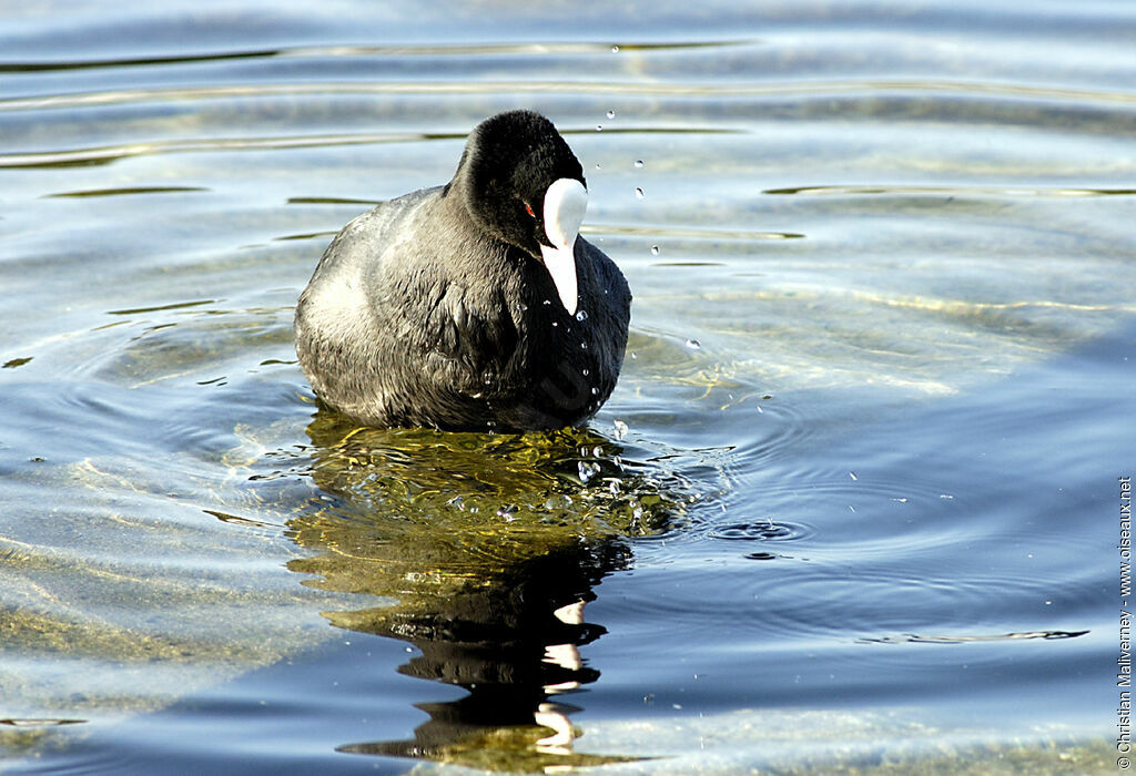 Eurasian Cootadult