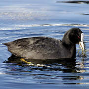 Eurasian Coot