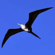 Magnificent Frigatebird