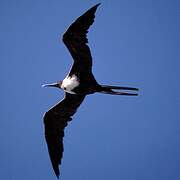 Magnificent Frigatebird