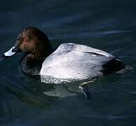 Common Pochard