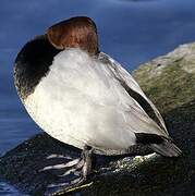 Common Pochard