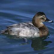 Common Pochard