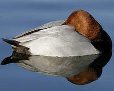 Common Pochard