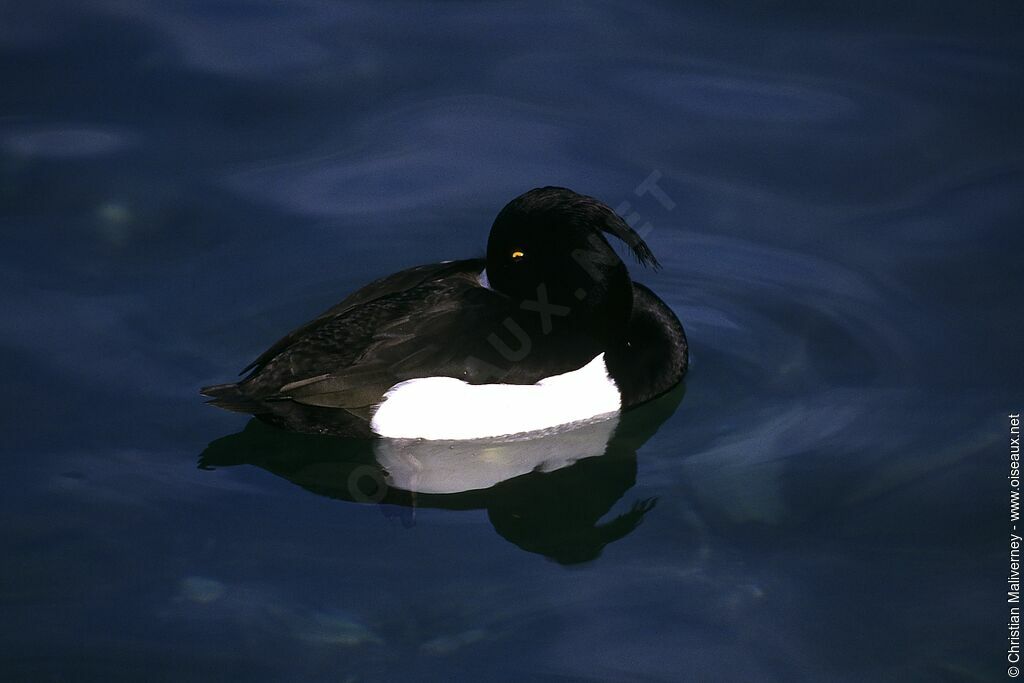 Tufted Duck male adult post breeding