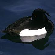 Tufted Duck