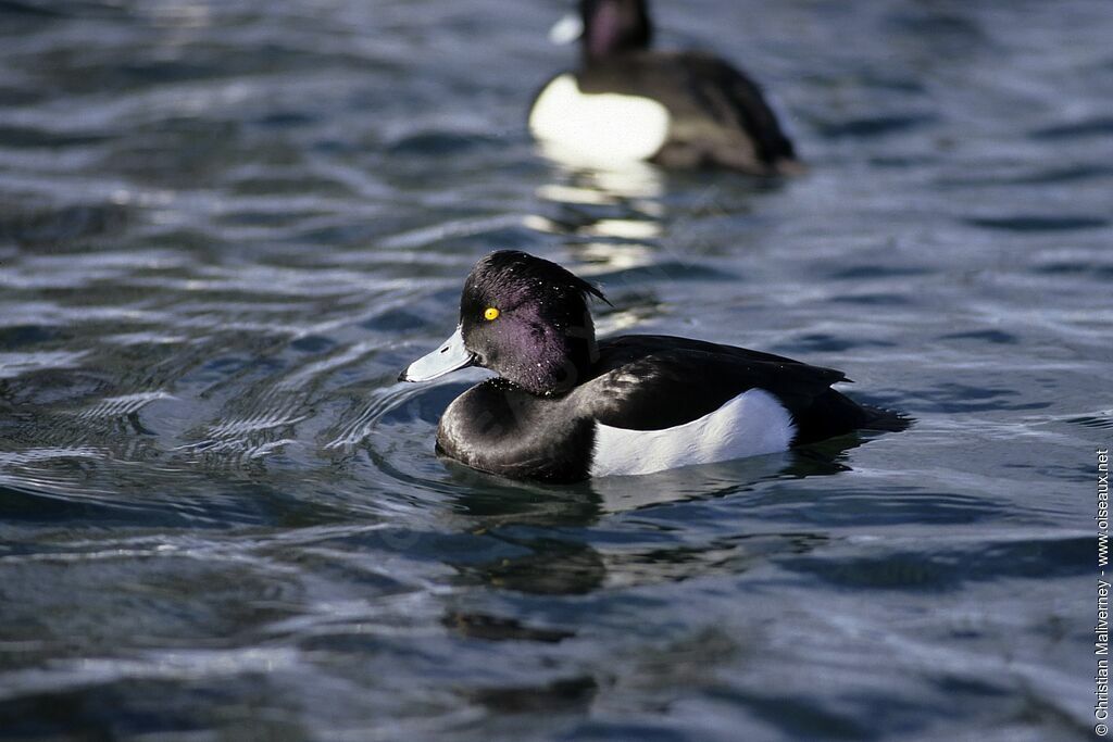 Tufted Duck male adult post breeding