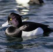 Tufted Duck