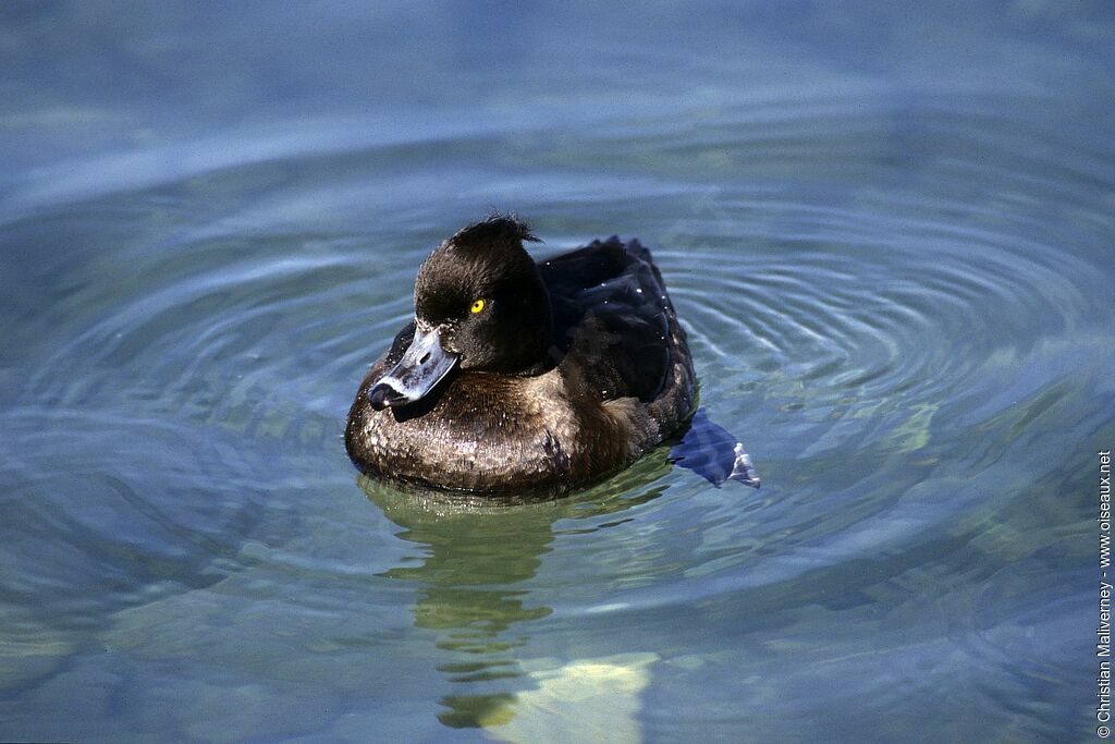 Tufted Duck female adult post breeding