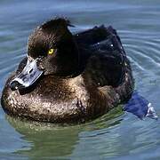 Tufted Duck