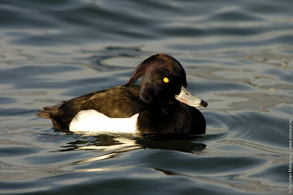 Tufted Duck male adult