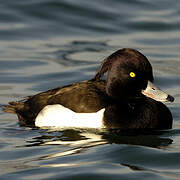 Tufted Duck