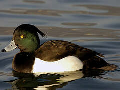 Tufted Duck