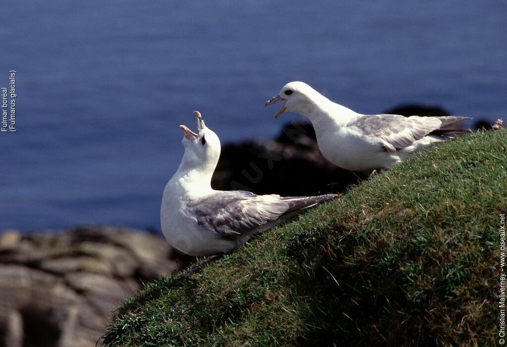 Fulmar boréal adulte nuptial, chant, Comportement