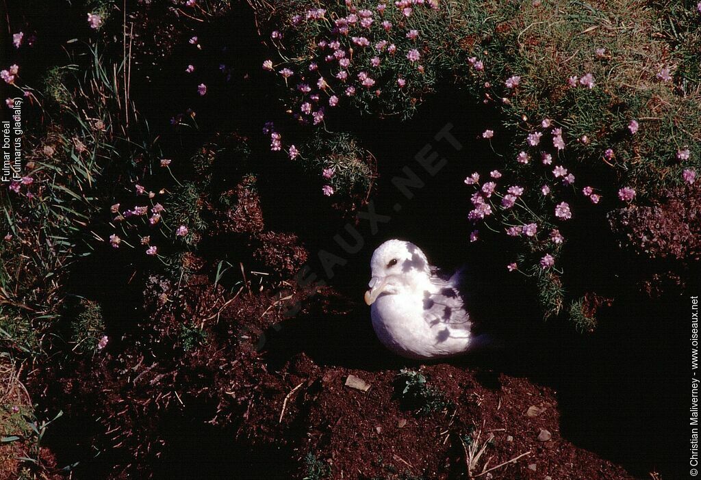 Fulmar boréaladulte nuptial, identification