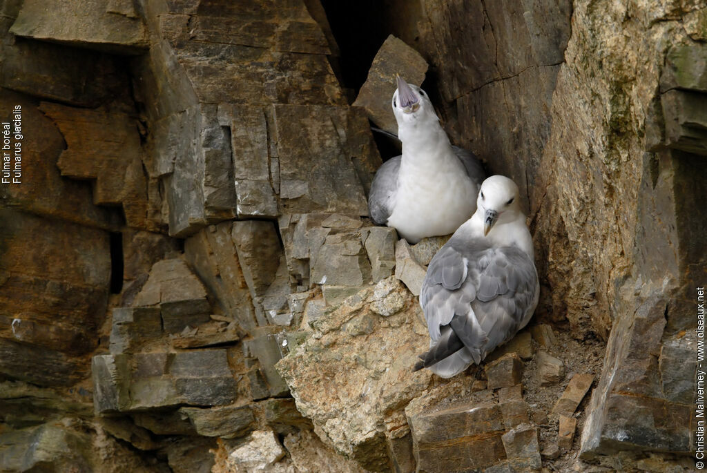 Northern Fulmar adult breeding, identification, Reproduction-nesting, song, Behaviour