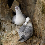 Northern Fulmar