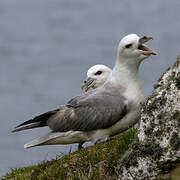 Fulmar boréal