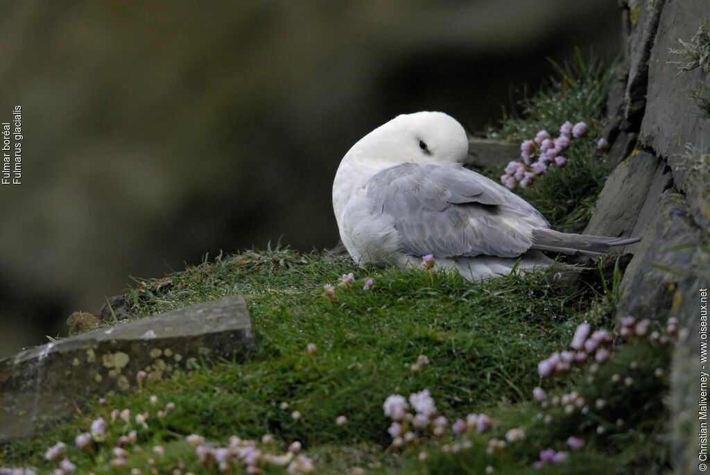 Fulmar boréaladulte nuptial, identification