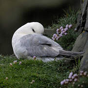 Fulmar boréal