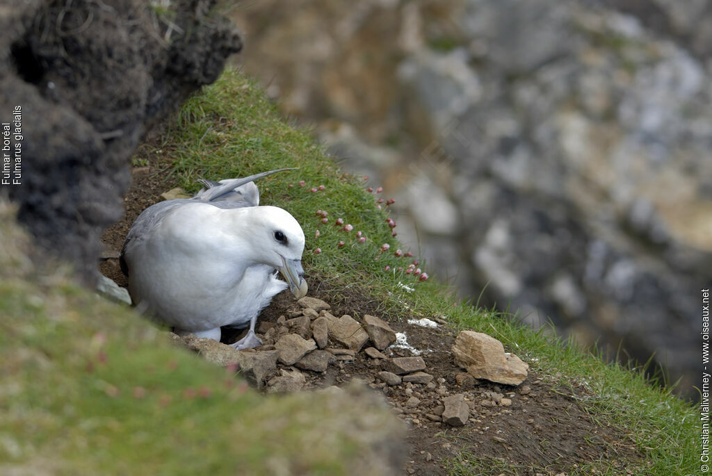 Fulmar boréaladulte nuptial, Nidification