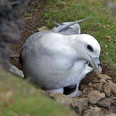 Fulmar boréal